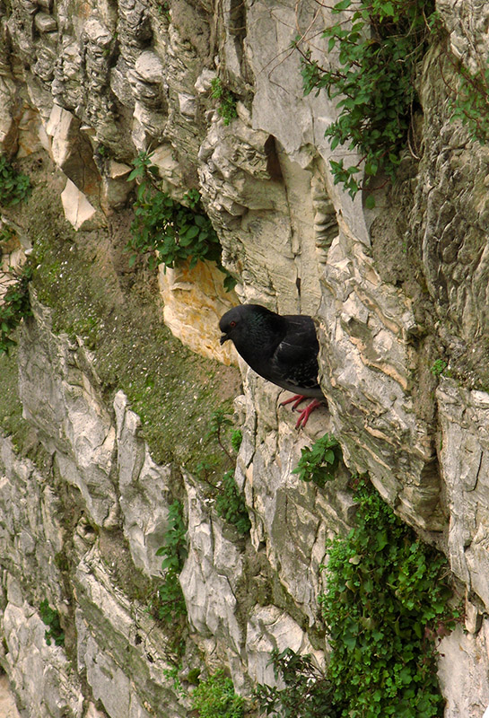 Pigeon among the Rocks5608