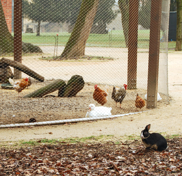 Chickens, Duck and Bunny7761