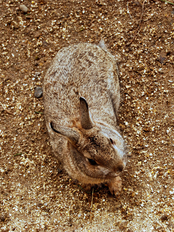 Bunny with Camouflage Coat7765