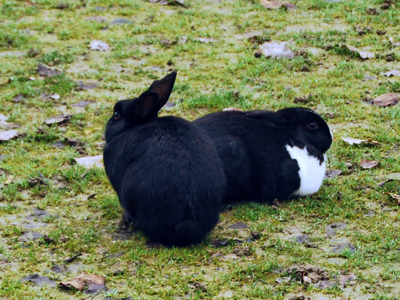 Bunnies in Black and White7768