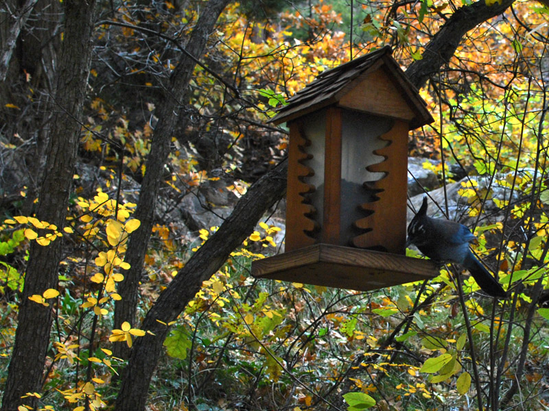 Blue Jay at Lunch0303