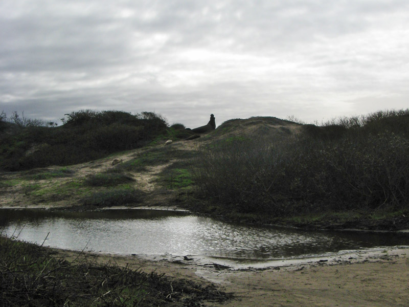 Out on the Dunes6126
