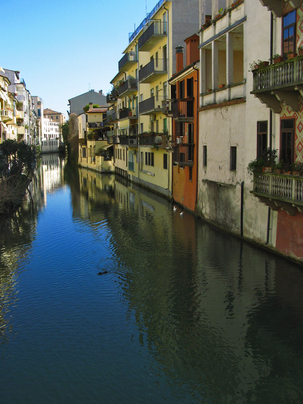 On a Waterway: Ducks and a Muskrat 6344