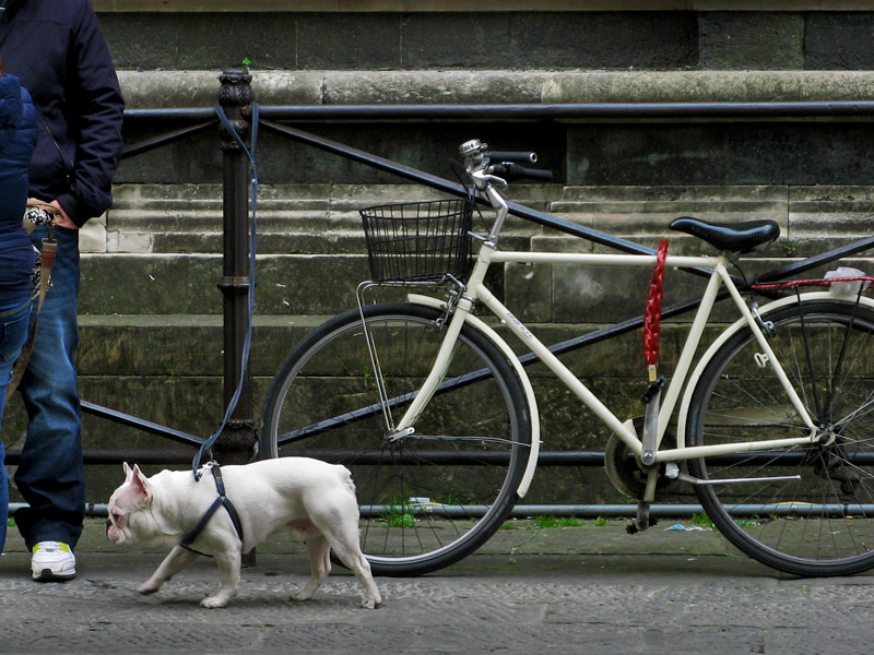 Parked: White Bike and Dog6834