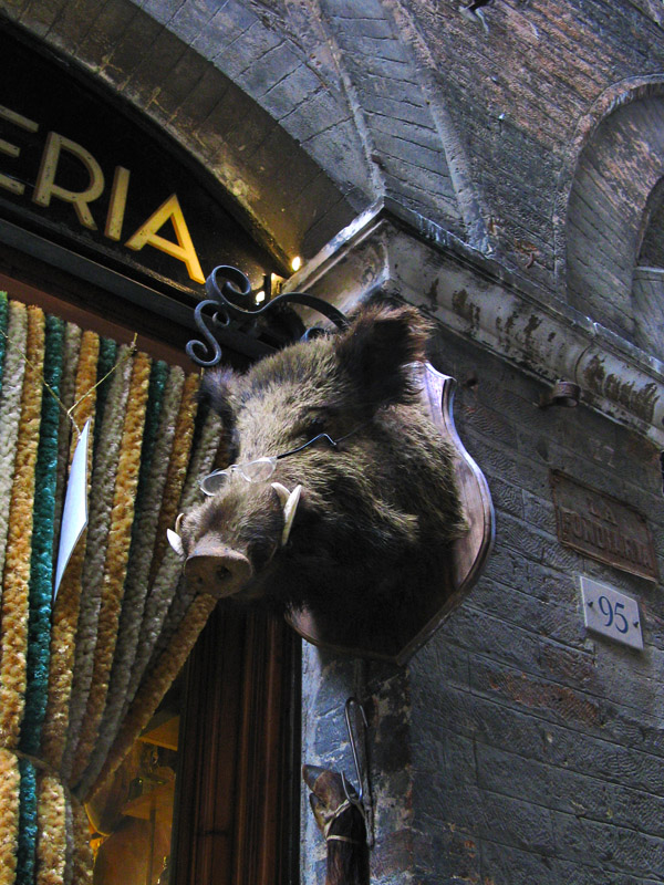 A Cingiale with Occhiale6983