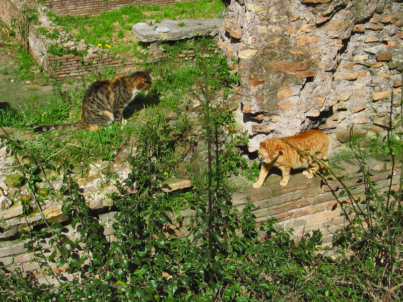 Two Residents of the Shelter at Area Sacra di Torre Argentina8272