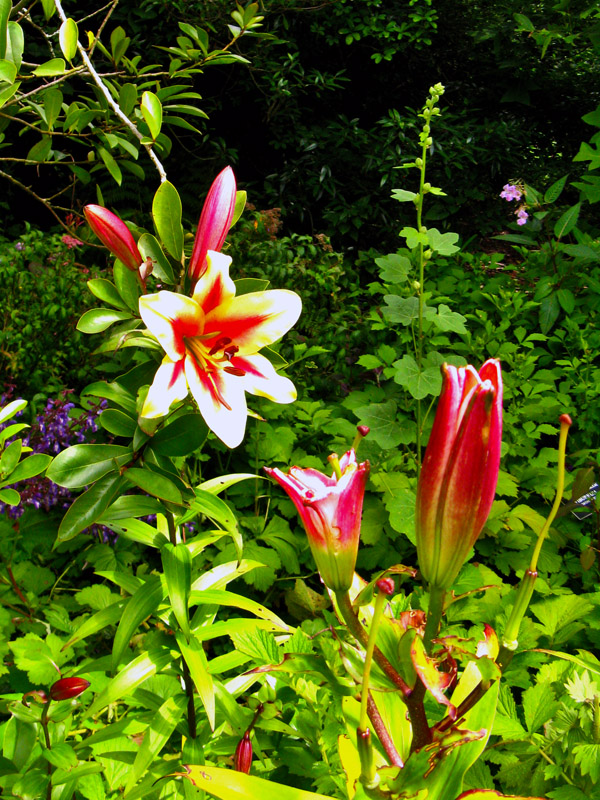 Fragrant Oriental Lilies8440.jpg