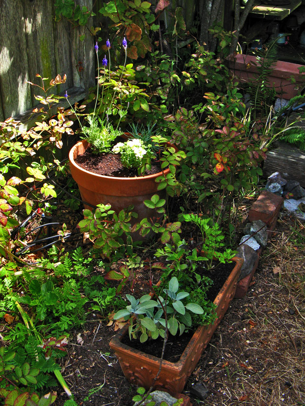A little herb garden 8479