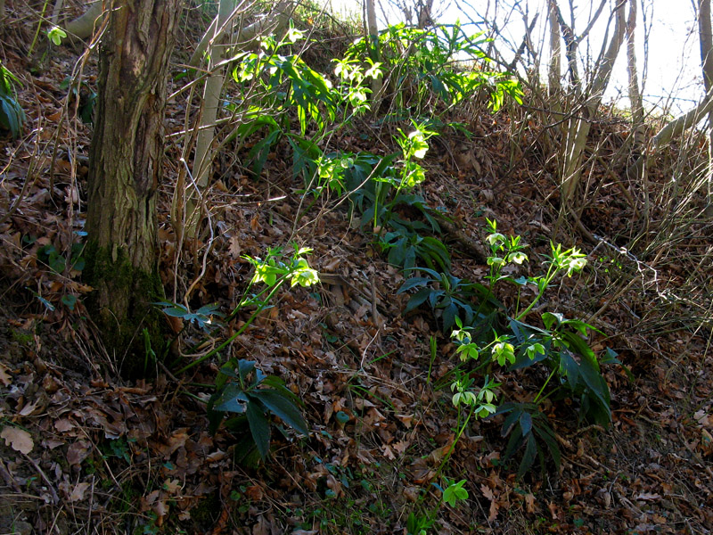 Wild hellebore flowers along the road<br />7733