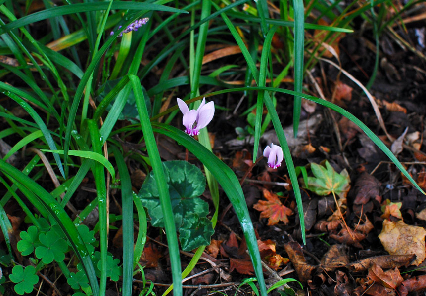 Tiny Cyclamen<br />0933