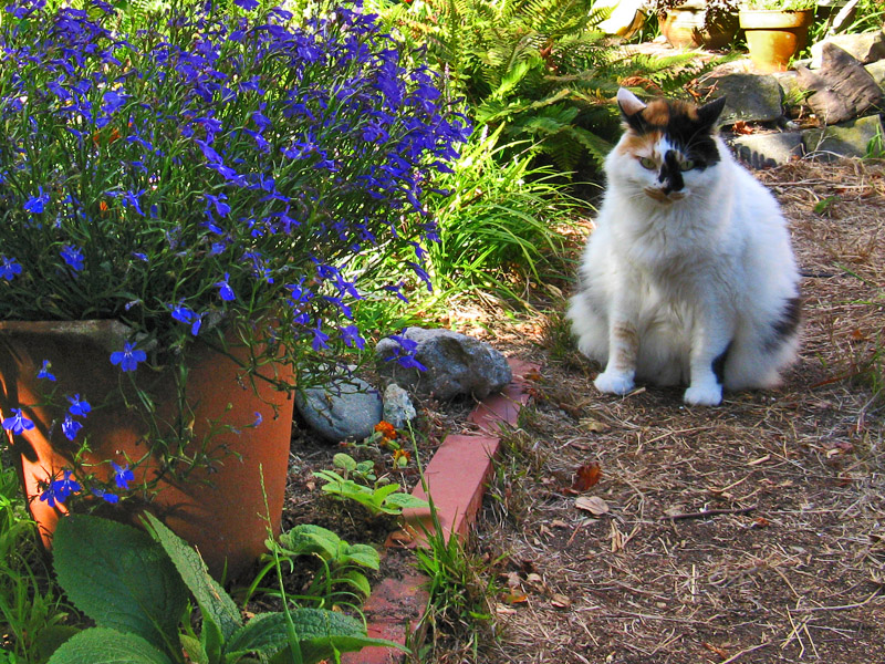 A Garden Cat<br />8607