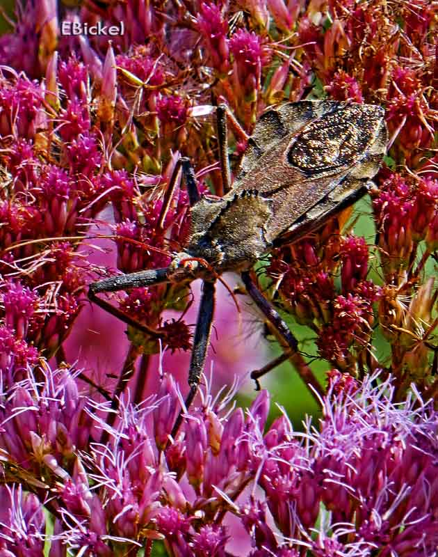 Camoflauged 2013