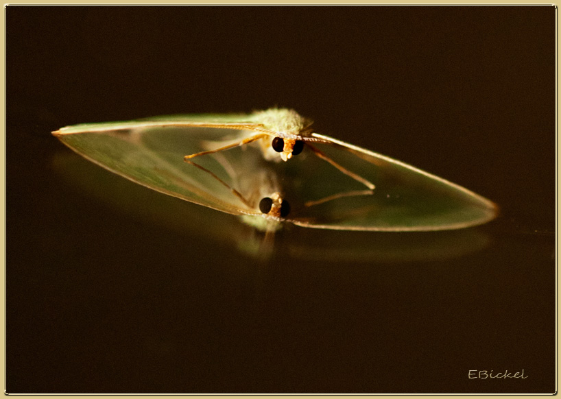 Moth 2014