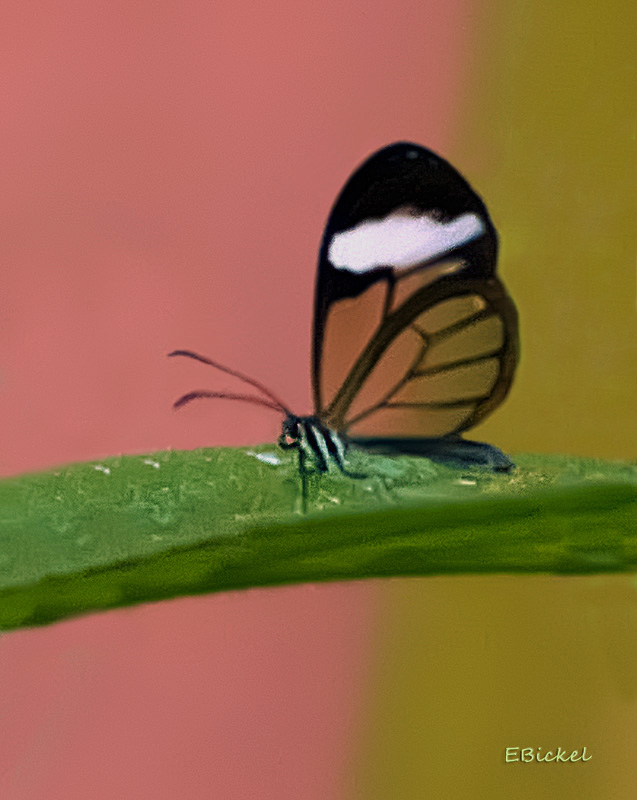 Clearwing Butterfly In the Wild!!!