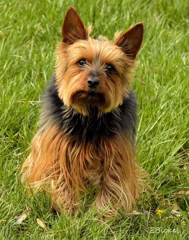Toto 2015
