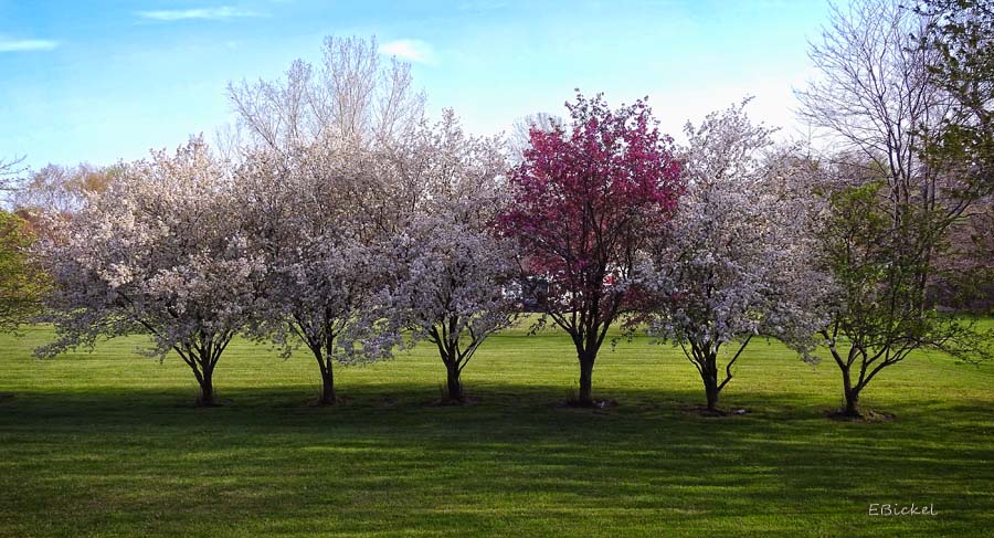 Crab Apples 2015