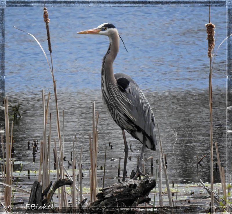 On a Small Pond