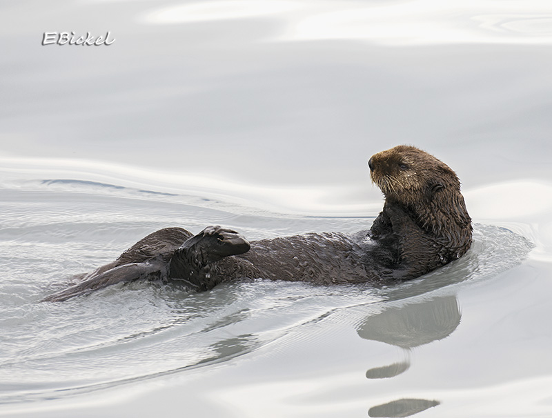 Sea Otter