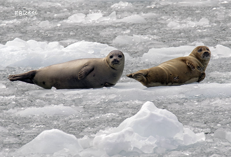 Harbor Seals