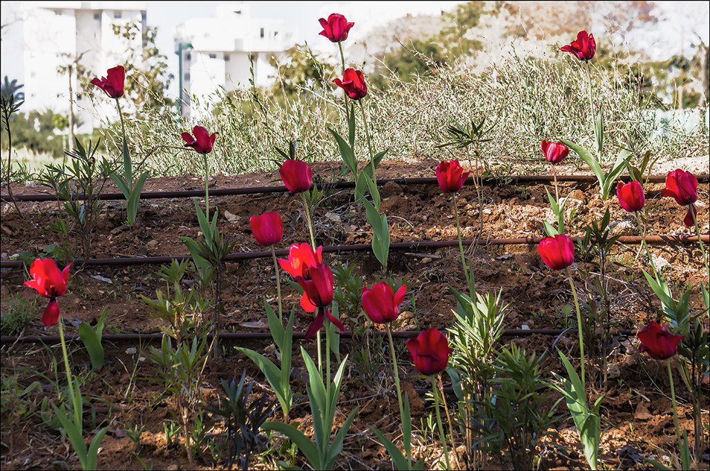 Tulips in Natanya.jpg