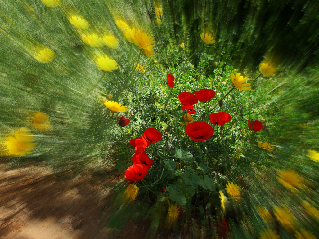 A lovely spray of flowers.