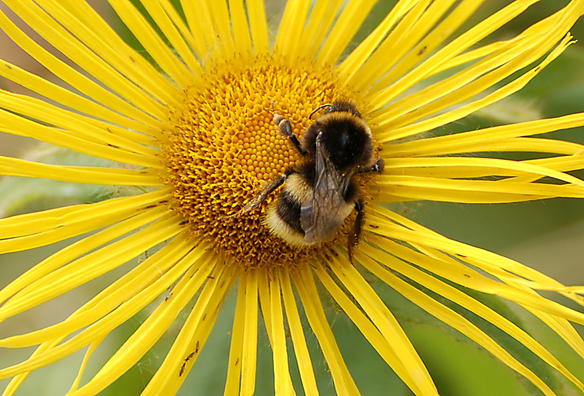 Garden Bumble Bee.