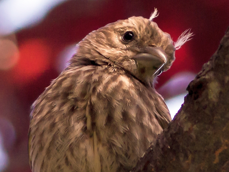 Tufted Finch