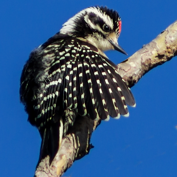 Downy Woodpecker