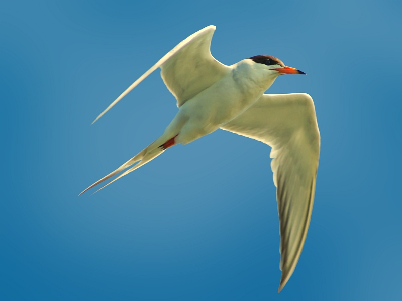 Forsters Tern