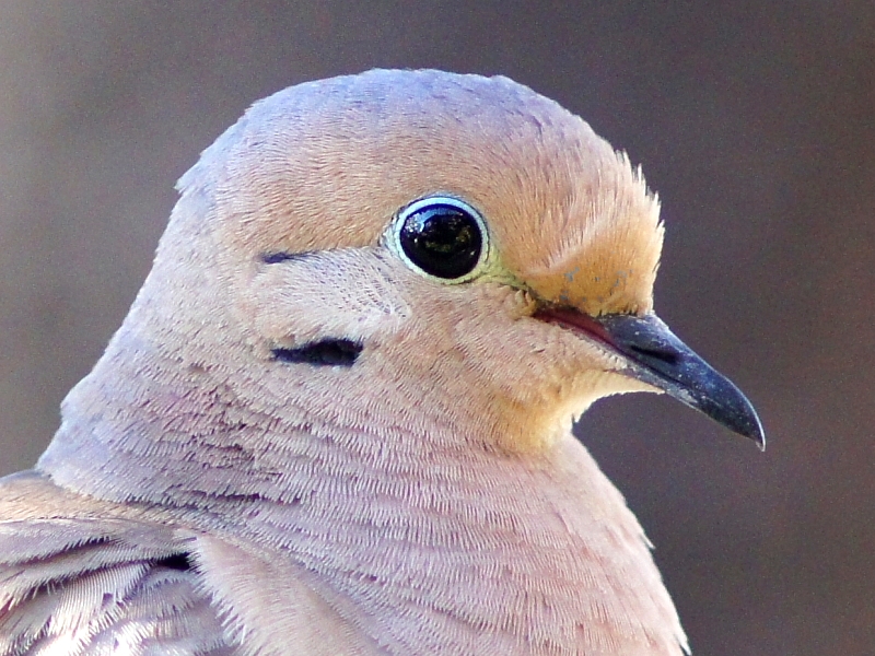 Mourning Dove