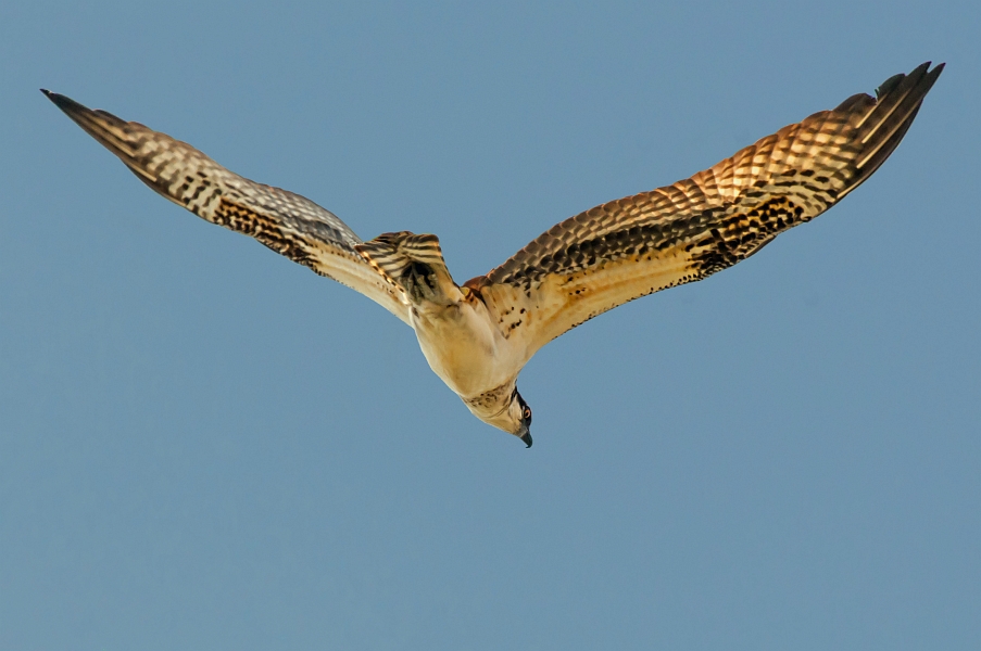 Osprey