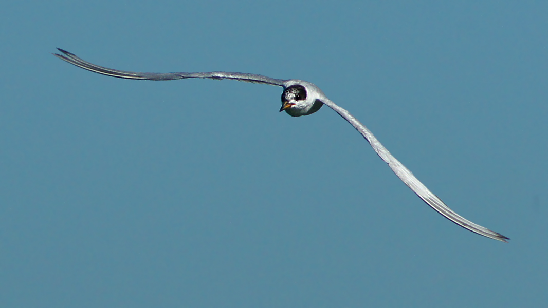 Forsters Tern