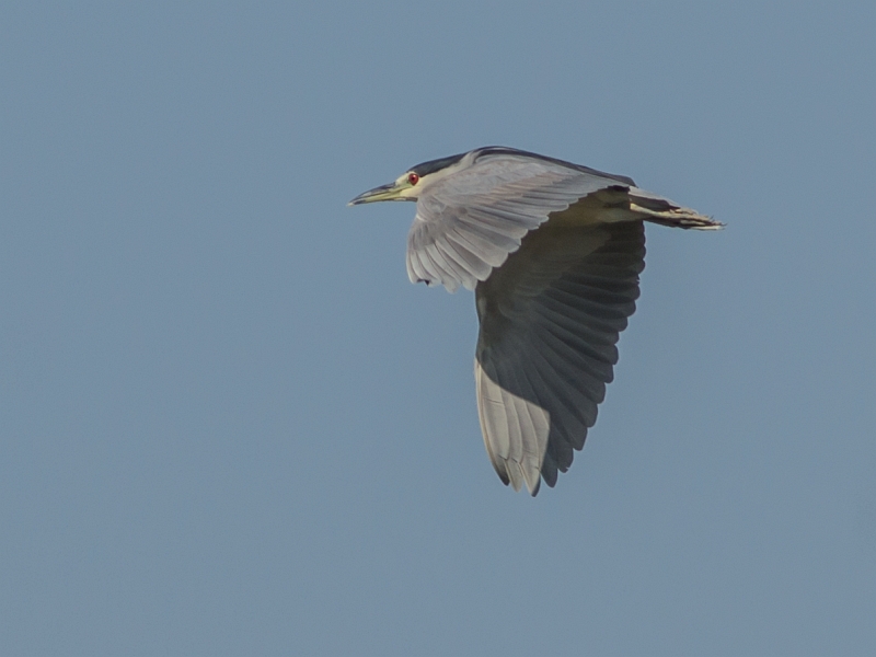 Black-crowned Night Heron
