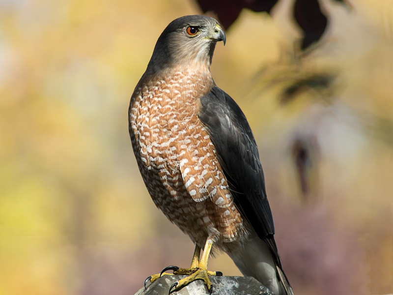 Coopers Hawk