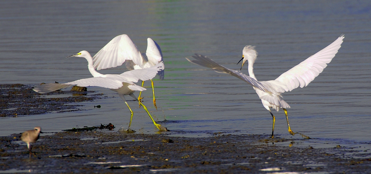 Egret with attitude- III