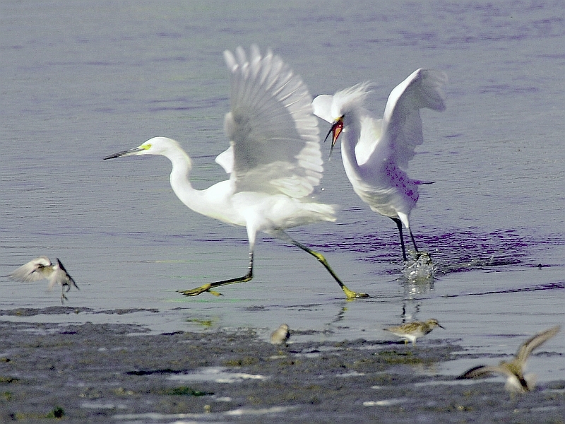 Egret with attitude- II