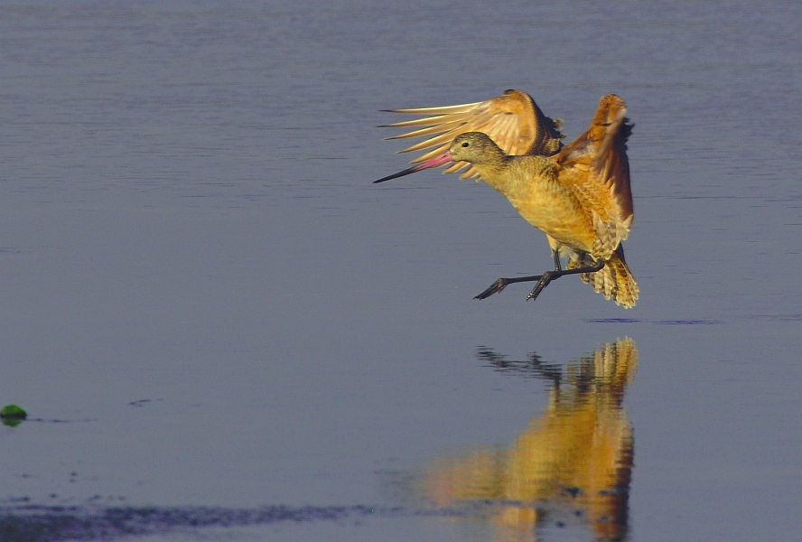 Marbled Godwit landing