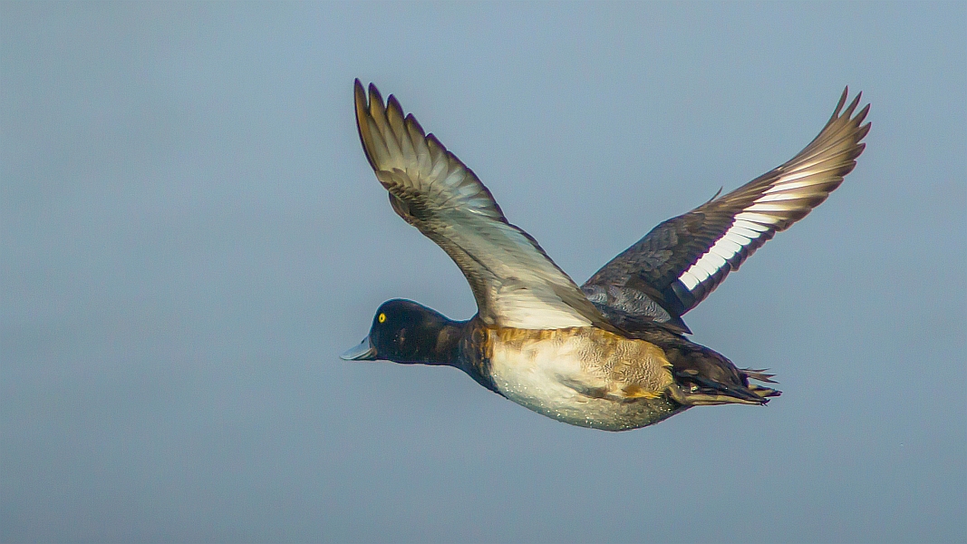 Scaup