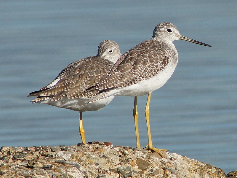 Yellowlegs