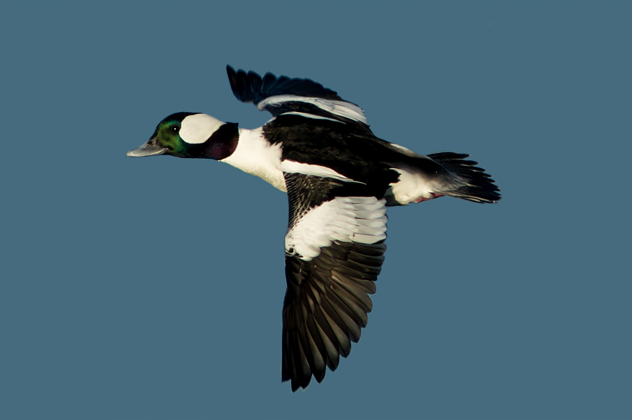 Bufflehead