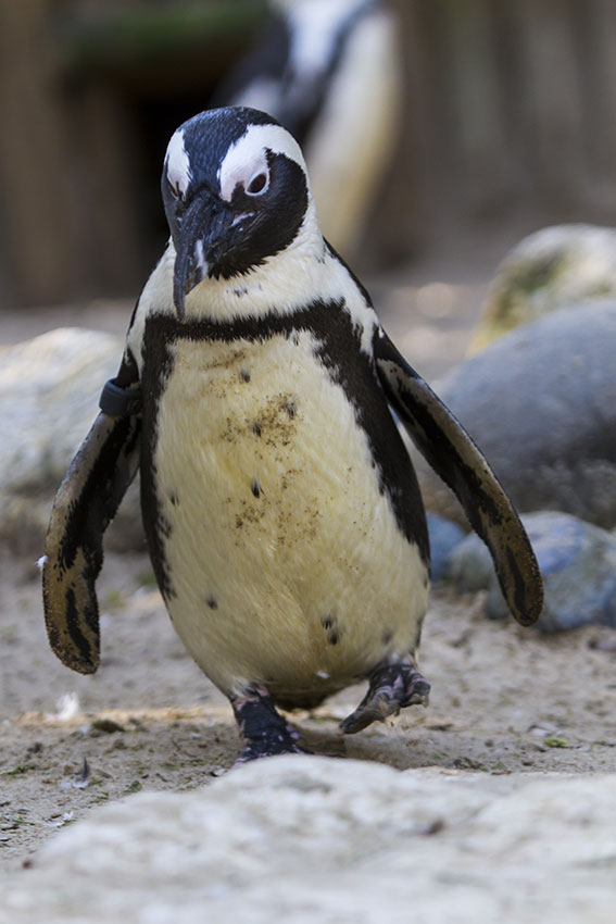 zoo La Palmyre