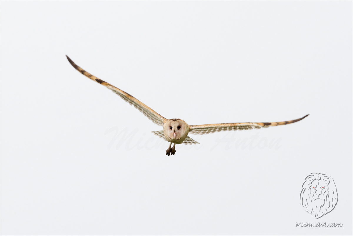 Australasian Grass Owl