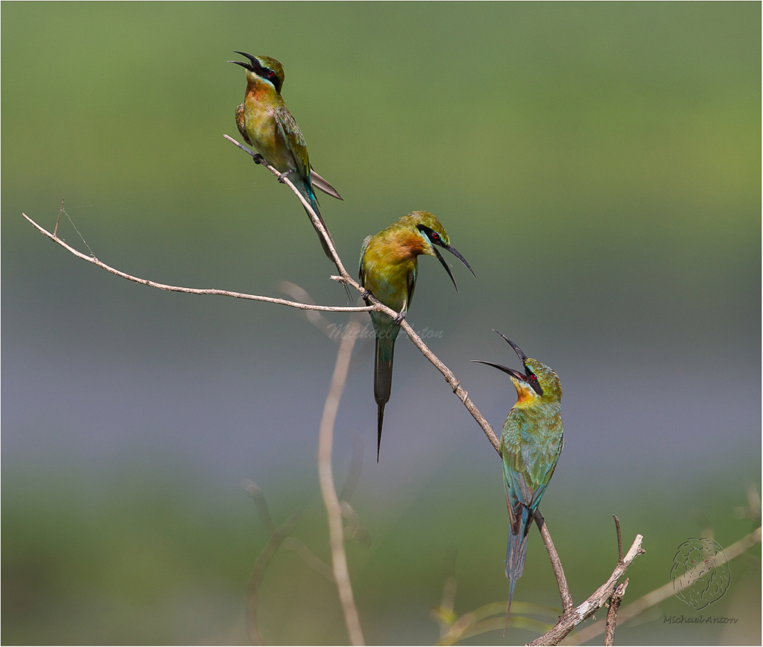Blue-Tailed Bee-eater <i>(Merops philippinus)<i/>