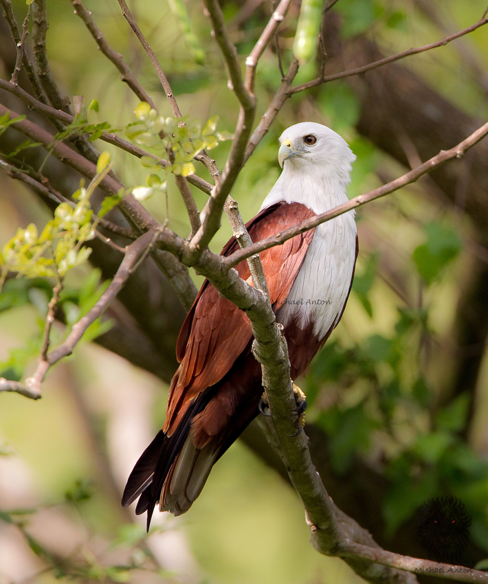 Brahminy Kite <i> ( Haliastur indus ) <i/> 