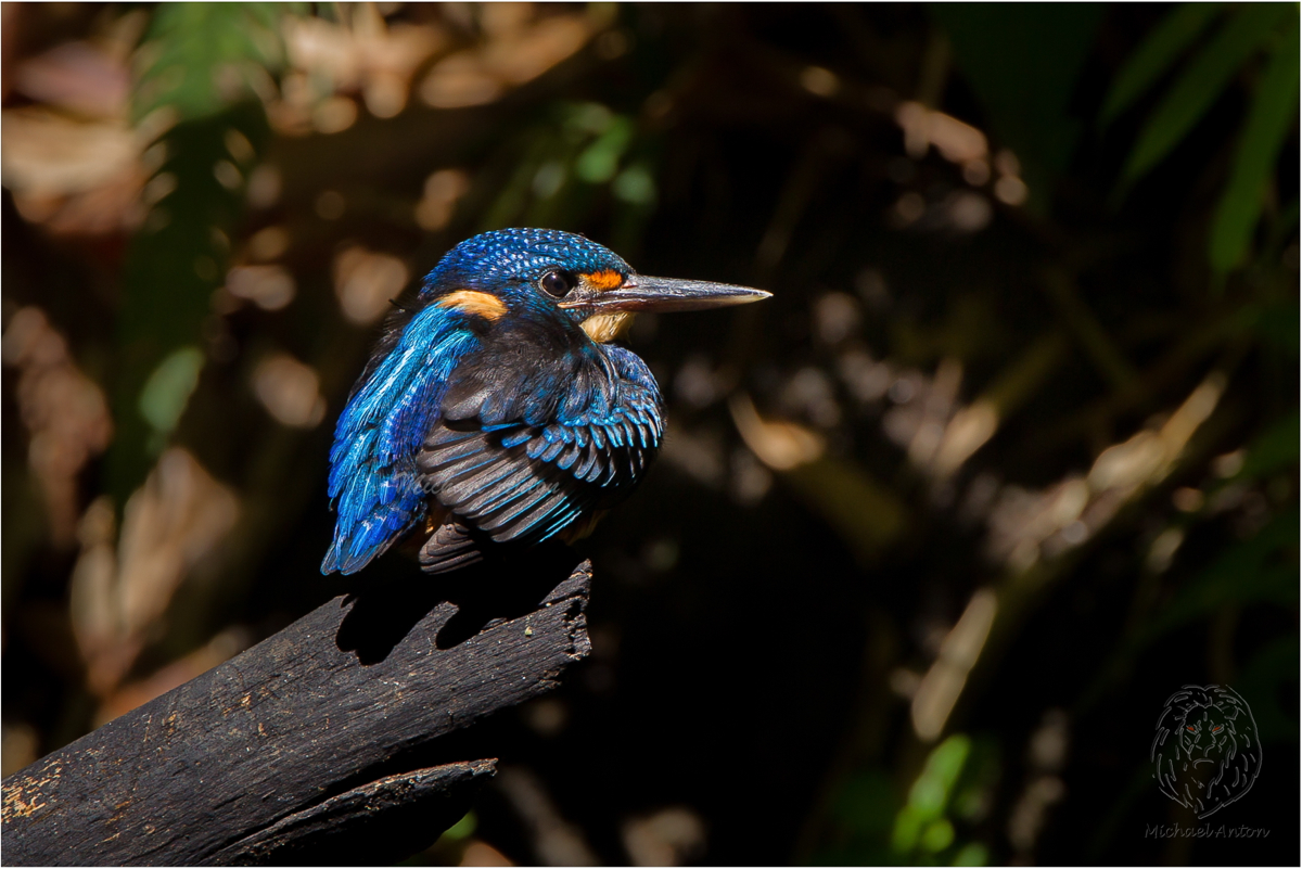 Northern Indigo-banded Kingfisher <i>(Alcedo cyanopectus)<i/>