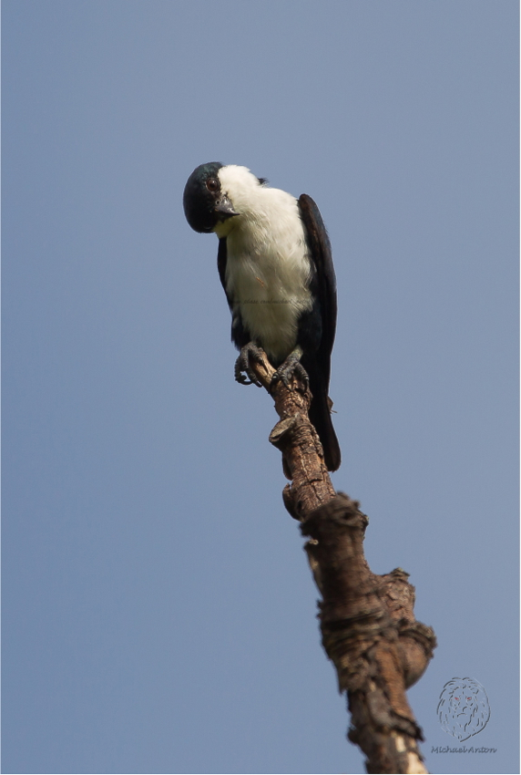 Philippine Falconet <i>(Microhierax erythrogenys)<i/>