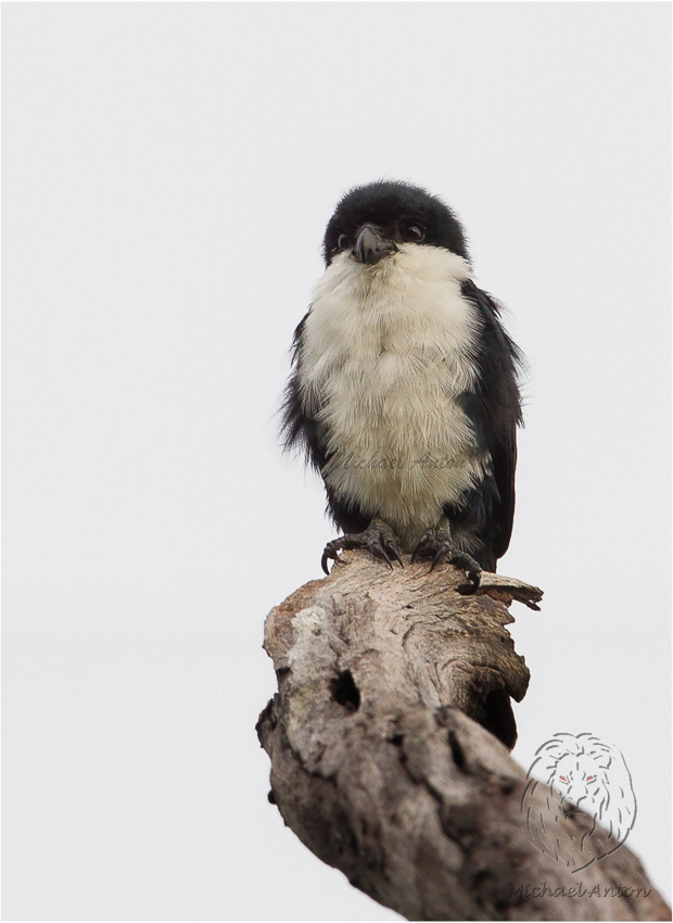 Philippine Falconet <i>(Microhierax erythrogenys)<i/>