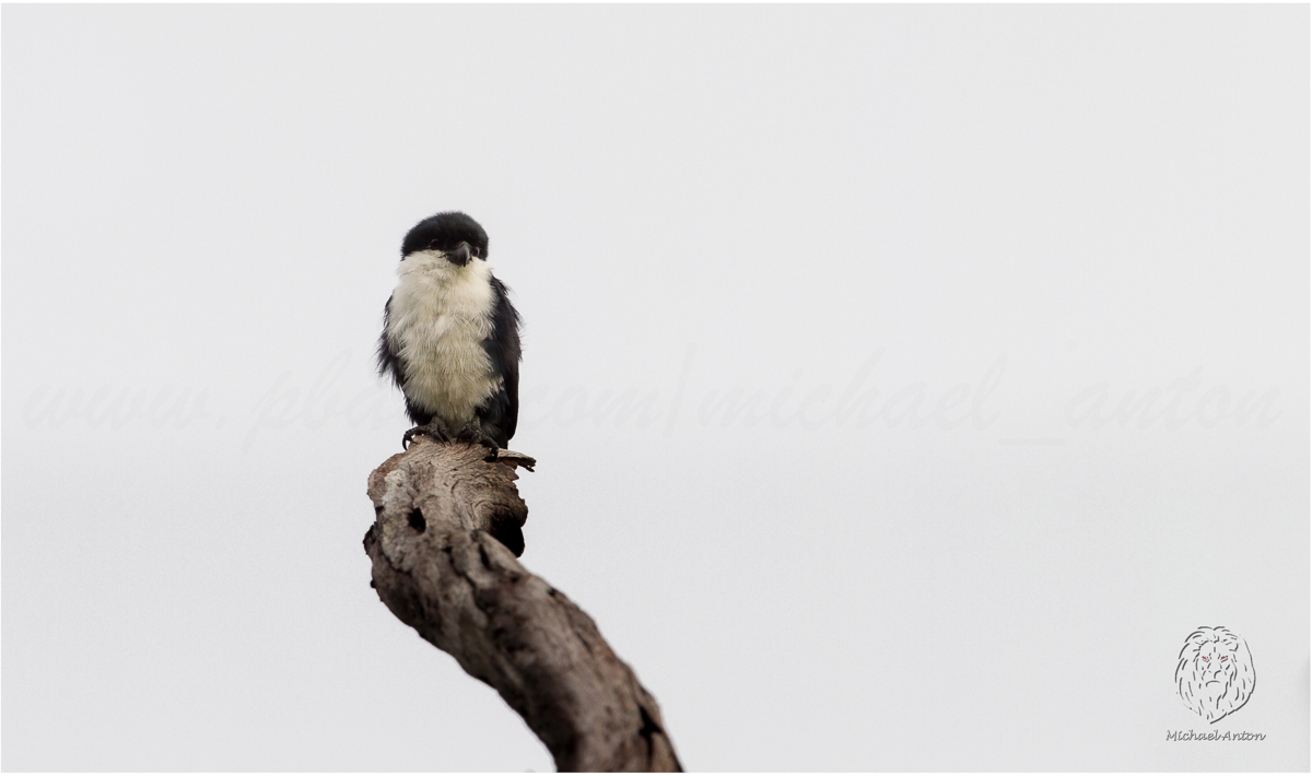 Philippine Falconet <i>(Microhierax erythrogenys)<i/>