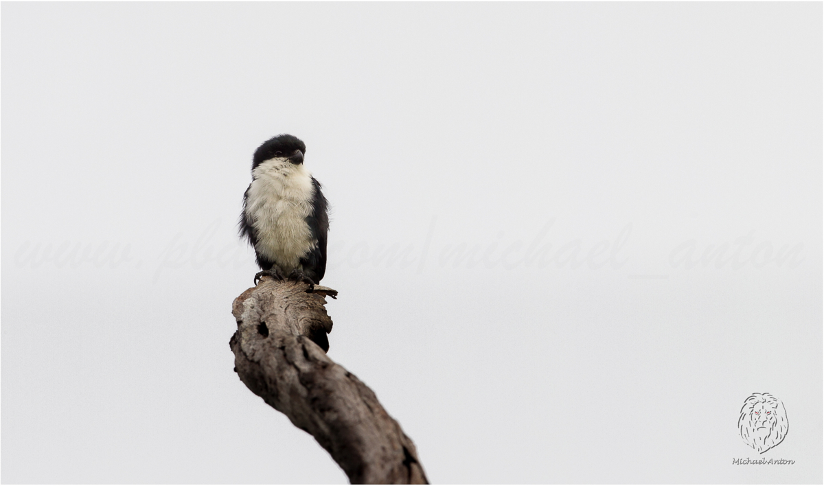 Philippine Falconet <i>(Microhierax erythrogenys)<i/>