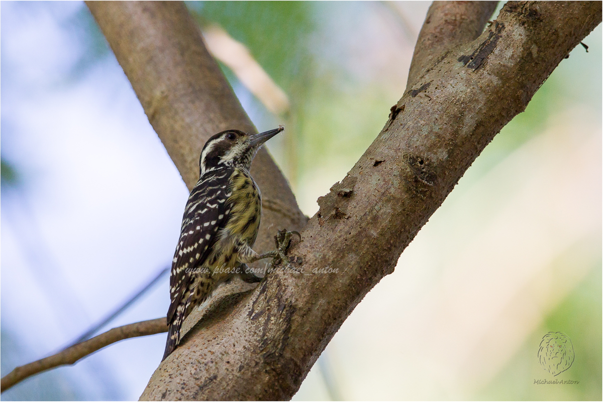 Philippine Pygmy Woodpecker 